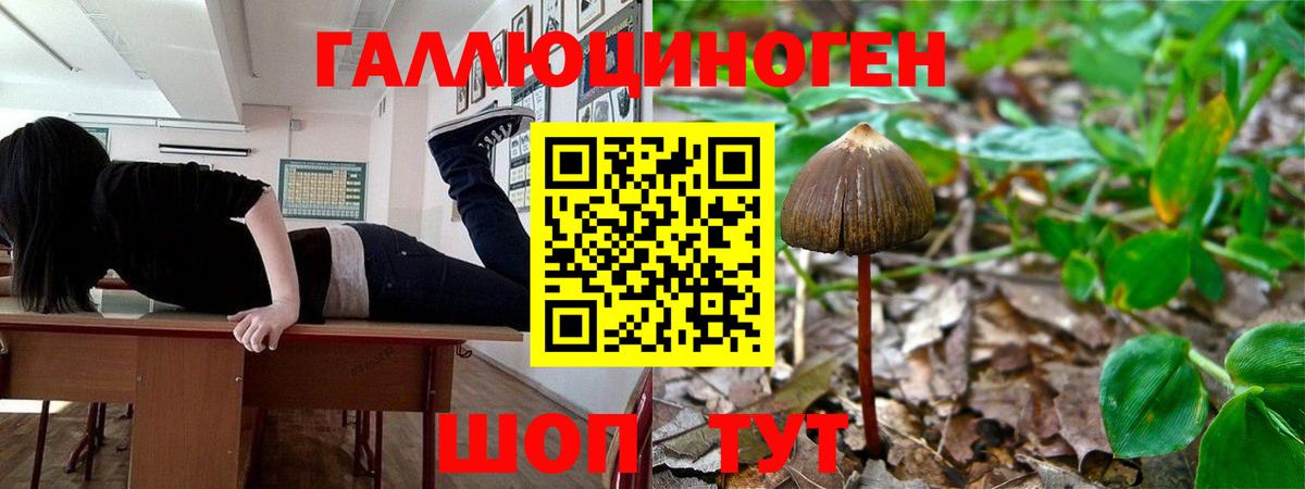 Псилоцибиновые грибы Cubensis Йошкар-Ола